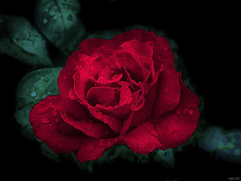 Red rose, nature, flower HD wallpaper
