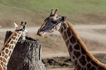 Two Giraffes, two, giraffes, animals, nature, Africa HD wallpaper