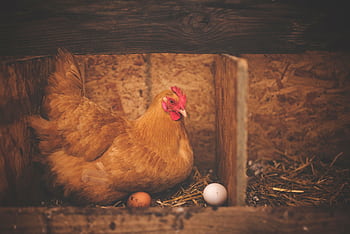 Close-up of a hen sitting in a rustic wooden barn nest with two eggs. HD wallpaper