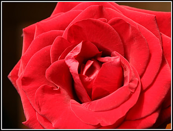 Magic red rose, tenderness, soft, beautiful, wonderful, beauty, tender, rose, magic rose, petals, flower, red rose HD wallpaper