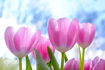 Beautiful pink tulips in full bloom outdoors on a bright spring day. HD wallpaper