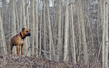 Animals, Autumn, Forest, Dog, Stroll, Hunting, Hunt HD wallpaper