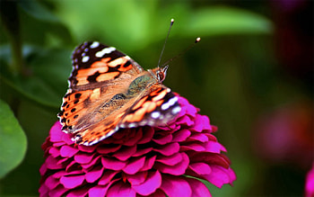 Pink, Macro, Spotted, Butterfly HD wallpaper