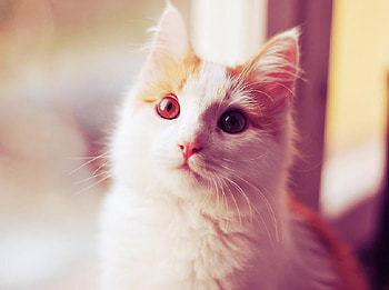 nice kitty, kitten, kitty, animals, cute, cat, adorable HD wallpaper