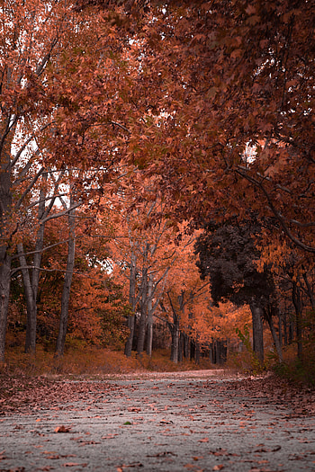 Nature, Trees, Autumn, Park, Foliage HD phone wallpaper