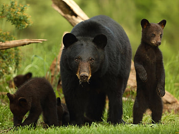 Bear, animal, fur, cub HD wallpaper