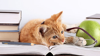 Cat Lying On Books, cat, animals HD wallpaper