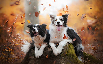 Border Collie , Dog lover's delight, Cutest doge, Collie HD wallpaper