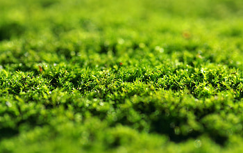 Green grass, moss, close up HD wallpaper