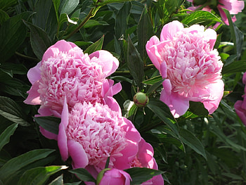 Plants, Flowers, Peonies HD wallpaper