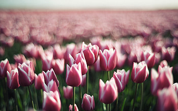 Flowers, Tulips, Greens, Plantation HD wallpaper