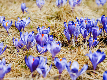 CROCUS, purple, nature, flowers HD wallpaper