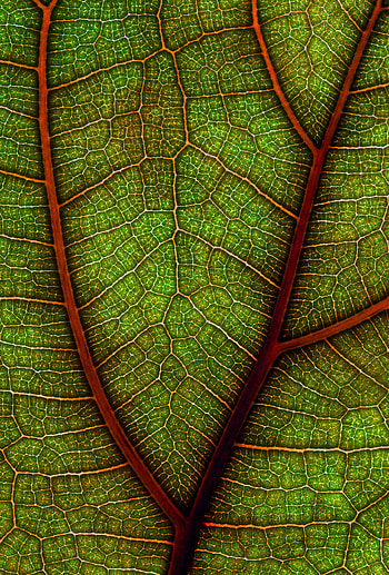 Plant, Macro, Sheet, Leaf HD phone wallpaper