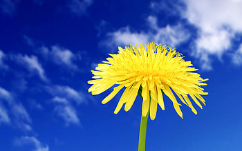 Landscape, Flowers, Dandelions HD wallpaper