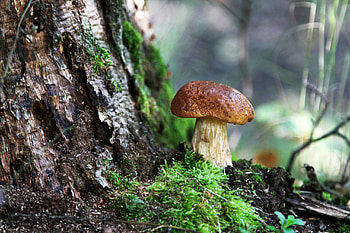 Nature, Wood, Tree, Mushroom, Moss, Bark HD wallpaper