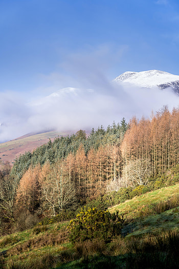 Nature, Trees, Snow, Mountain, Vertex, Top, Cloud HD phone wallpaper