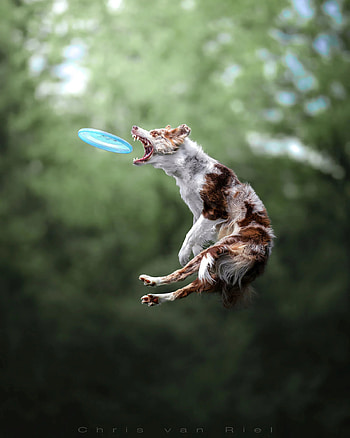 Dog sports, Alpha profile spotlight, Dog disc sport, Fast camera HD phone wallpaper