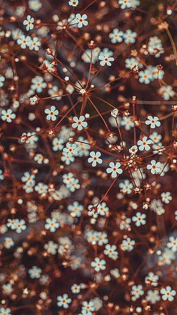 Trending, Flowers HD phone wallpaper