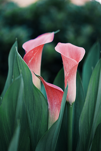Flowers, Pink, Plant, Close-Up, Calla, Callas HD phone wallpaper