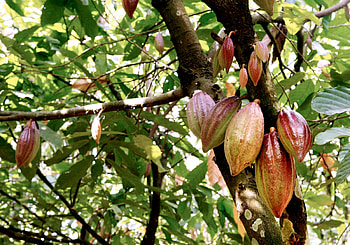 African cocoa trees, Disease-stricken, Time's report, Ongoing battle HD wallpaper