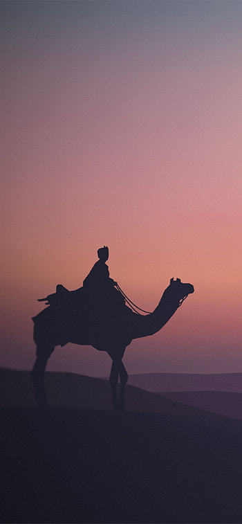 Camel , High definition HD phone wallpaper