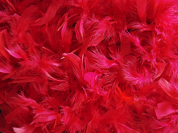 Feather, Miscellanea, Miscellaneous, Fluff, Fuzz HD wallpaper