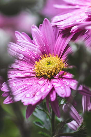 Violet, Drops, Flower, Macro, Wet, Purple HD phone wallpaper
