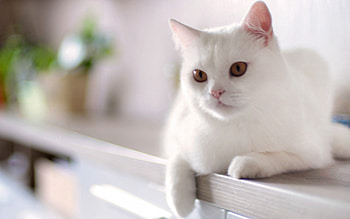 Animals, Sit, Cat, Kitty, Kitten HD wallpaper