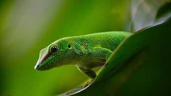 Animals, Lizard, Reptile, Gecko HD wallpaper