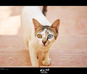Cat , kitten, animal, cute, beach, heterochromia, animals, cats eye, , ksa, adorable, eyes, cat, beautiful, cutie, saudi arabia, cat , jeddah HD wallpaper