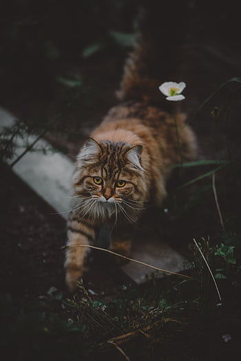 Majestic tabby cat with lush fur explores a moody outdoor garden setting, surrounded by nature. HD phone wallpaper