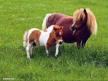 A little love, white, miniature horses, brown, tan, love, mother, grass field, tiny HD wallpaper