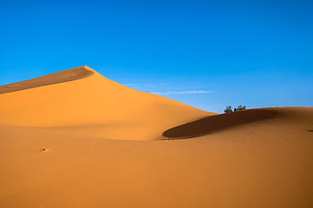 Stunning golden sand dunes with clear blue sky at Ksar Tanamouste, Morocco. HD wallpaper