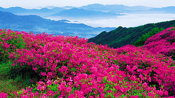 Morning in the mountains, blossoms, hills, clouds, landscape, colors, flowers, sky HD wallpaper