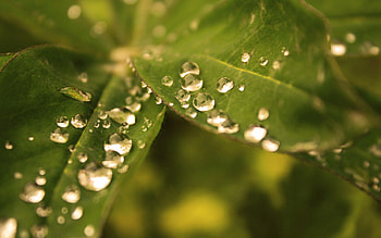 Leaves, Drops, Macro, Dew, Greased, Smeared HD wallpaper
