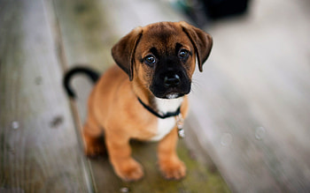 Boxador, Dogs HD wallpaper