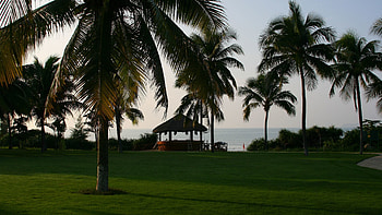 Nature, Palms, Meadow, Bower, Alcove HD wallpaper