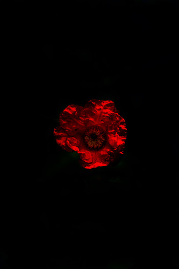 Flower, Dark, Minimalism, Darkness HD phone wallpaper