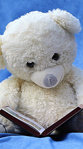 Teddy Bear, Studying, teddy bear ke, books HD phone wallpaper