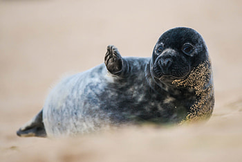 Graceful underwater movement, Seal family, Nature's water acrobat, Oceanic charm HD wallpaper