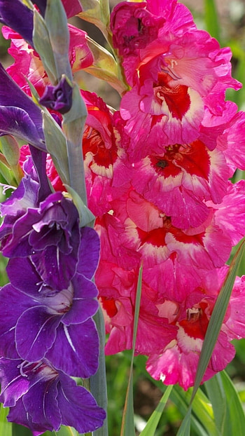 Gladioli, Flower HD phone wallpaper