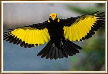 REGENT BOWERBIRD, PRETTY, , FRAMED, BIRD HD wallpaper