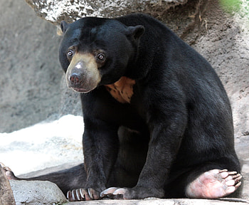 sun bear, sitting up, you have a coke HD wallpaper