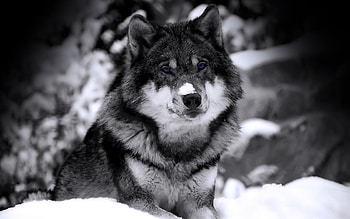 Animals, Wolfs HD wallpaper