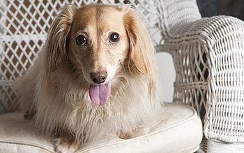 Animals, Chair, Dog, Sight, Opinion, Language, Tongue, Dachshund HD wallpaper