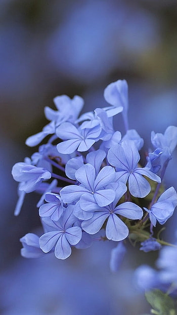 Blue Flowers, Cute, Blue, Flowers HD phone wallpaper