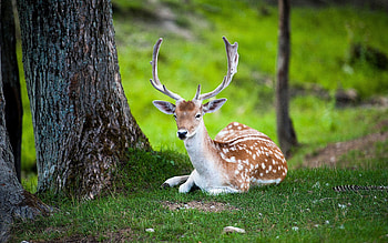 Animals, Wood, Forest, To Lie Down, Lie, Tree, Color, Deer HD wallpaper
