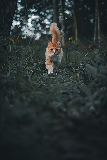 Animals, Grass, Cat, Fluffy, Pet, Nice, Sweetheart HD phone wallpaper
