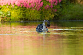 Animals, Birds, Swans HD wallpaper