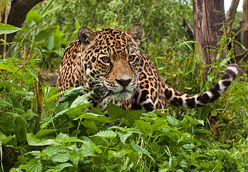 Animals, Grass, Leaves, Jaguar, Predator, Climb HD wallpaper